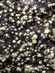 Lecanora epanora