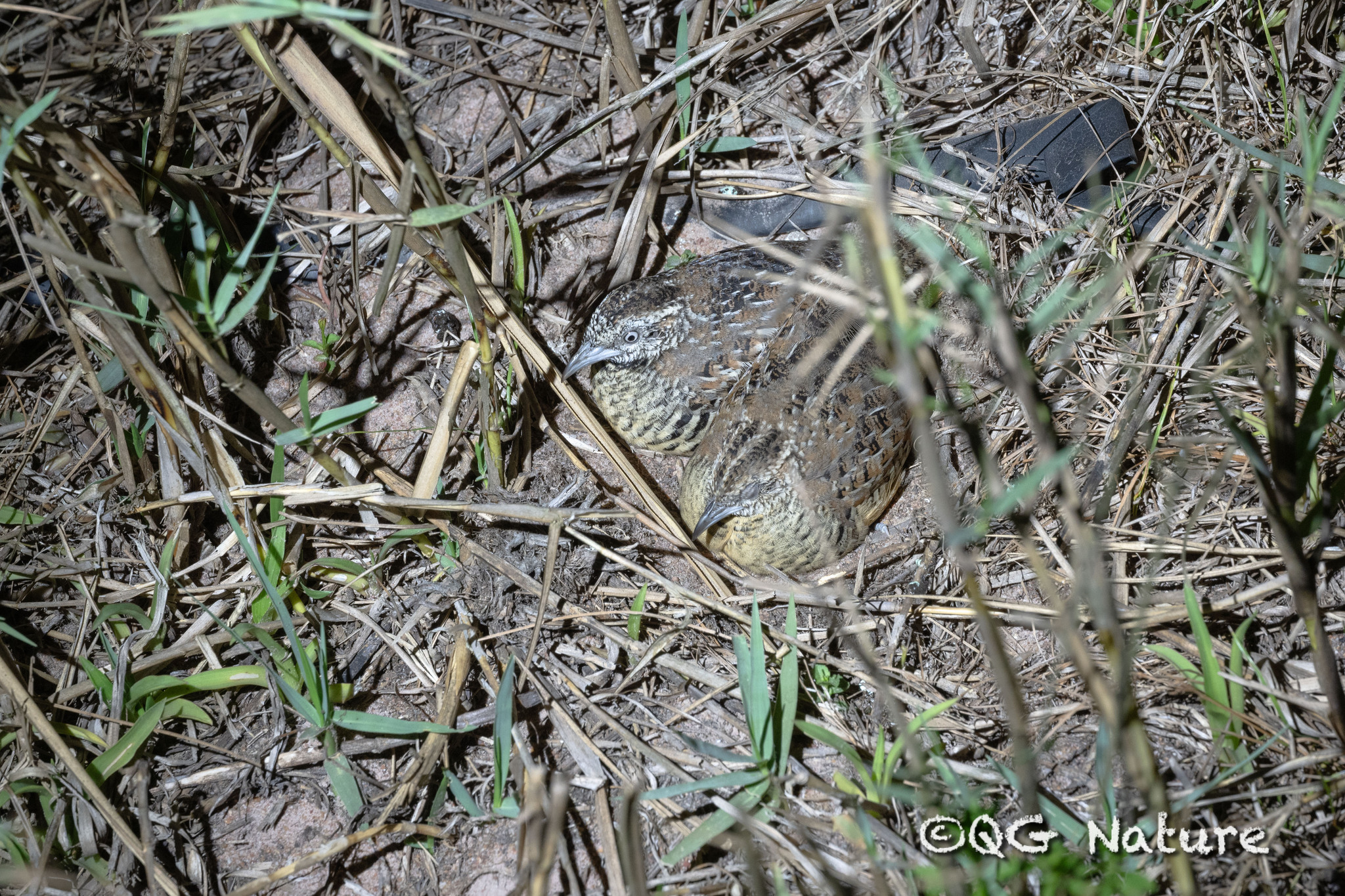 Barred Buttonquail