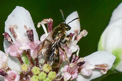 Lasioglossum gotham