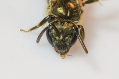 Lasioglossum gotham