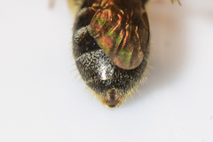 Lasioglossum gotham
