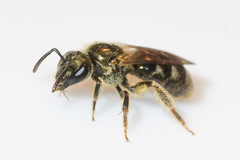 Lasioglossum gotham