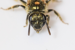 Lasioglossum gotham