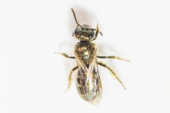Lasioglossum gotham