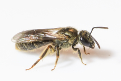 Lasioglossum gotham