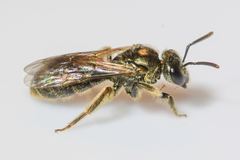 Lasioglossum gotham