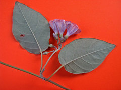 Jacquemontia glaucescens