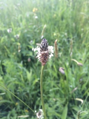 Plantago lanceolata