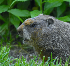 Woodchuck photo 4
