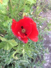 Papaver rhoeas