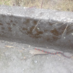 Lampropeltis micropholis