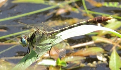 Arigomphus lentulus