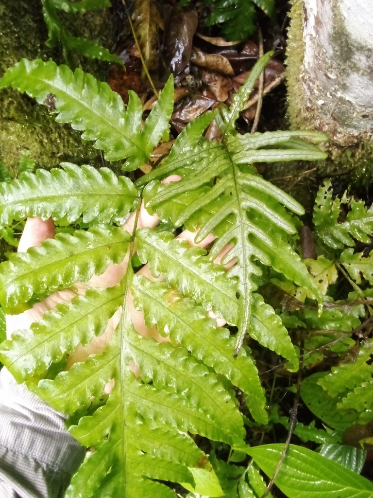 Diamond creepingfern (Bolbitis aliena)