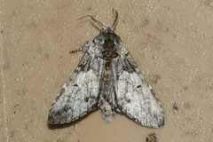 Macrurocampa marthesia