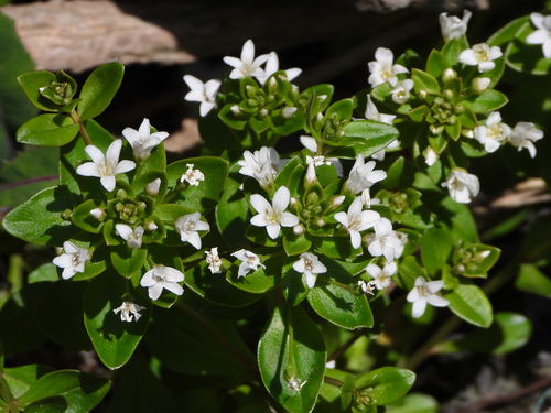 Lysimachia mauritiana