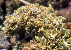 Cladonia robbinsii