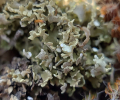 Cladonia robbinsii