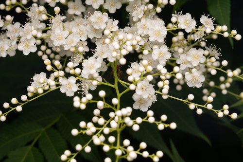 giant false spiraea (Sorbaria kirilowii)