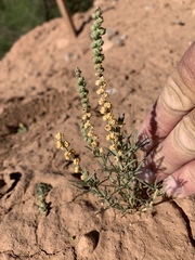 Oligomeris linifolia