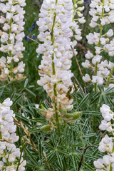 Lupinus leucophyllus