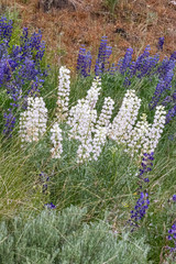 Lupinus leucophyllus