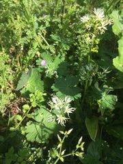 Allium ursinum