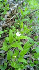 Stellaria bungeana