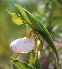 Cypripedium candidum