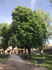 Aesculus hippocastanum