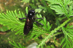 Xylocopa tranquebarorum