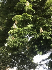 Aesculus hippocastanum
