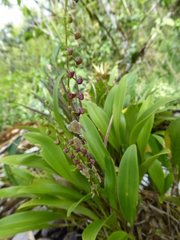 Stelis argentata