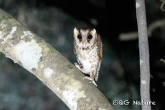 Oriental Bay-Owl photo 1