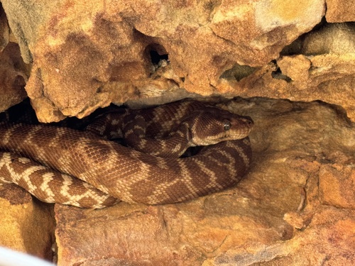 Photo of a Rough-scaled Python (Morelia carinata)