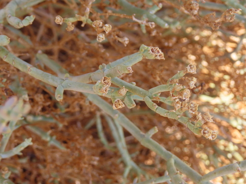 Image of Lye Ashbush (Mesembryanthemum coriarium) by no rights reserved