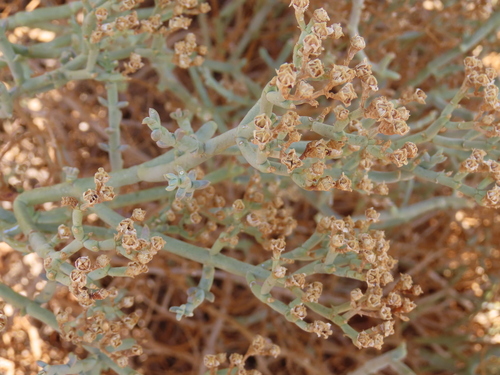 Mesembryanthemum coriarium
