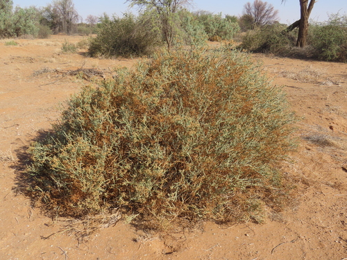 Mesembryanthemum coriarium