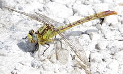 Arigomphus lentulus