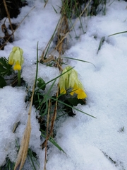 Primula veris macrocalyx