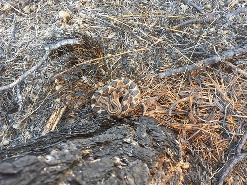 Photo of a Yucatan Neotropical Rattlesnake (Crotalus tzabcan)