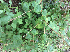 Holodiscus discolor discolor