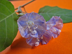 Jacquemontia glaucescens