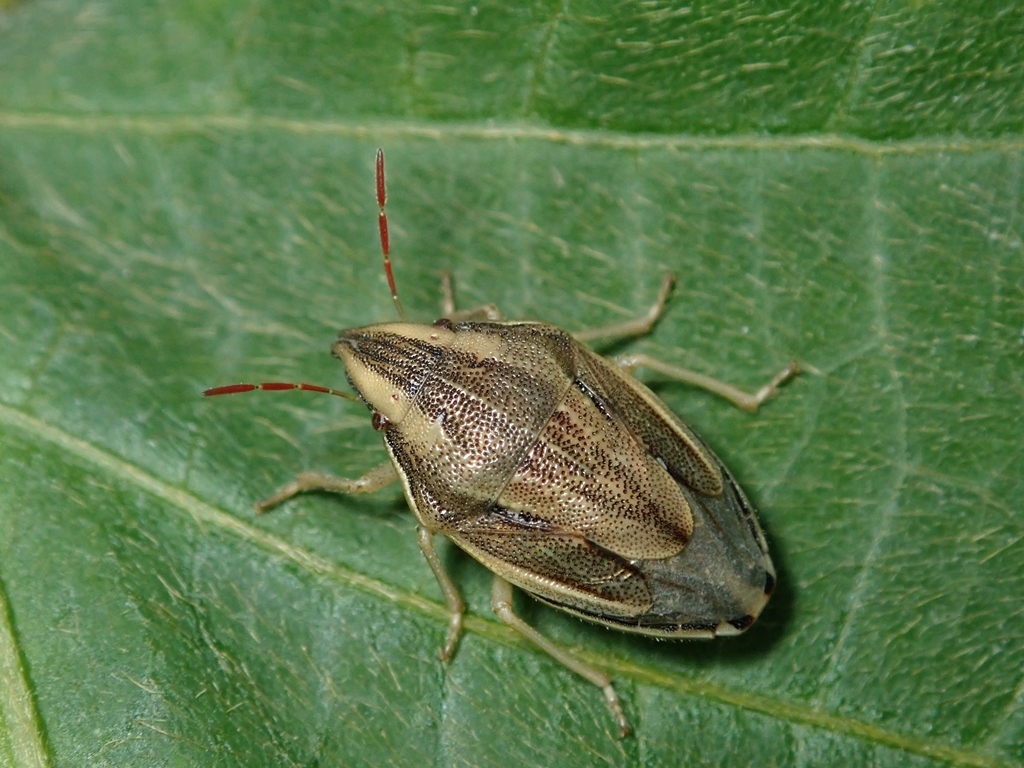Aelia fieberi