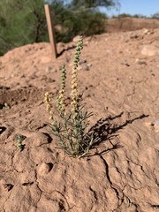 Oligomeris linifolia