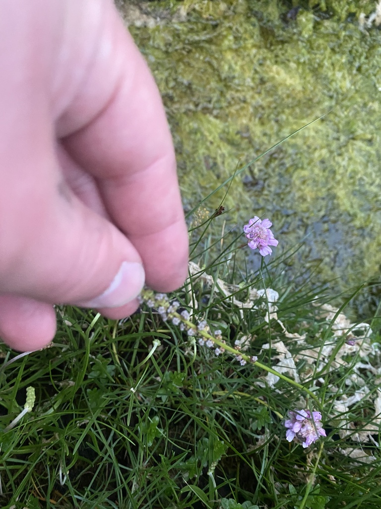 common arrowgrass from Great Cumbrae Island, Isle Of Cumbrae, Scotland ...