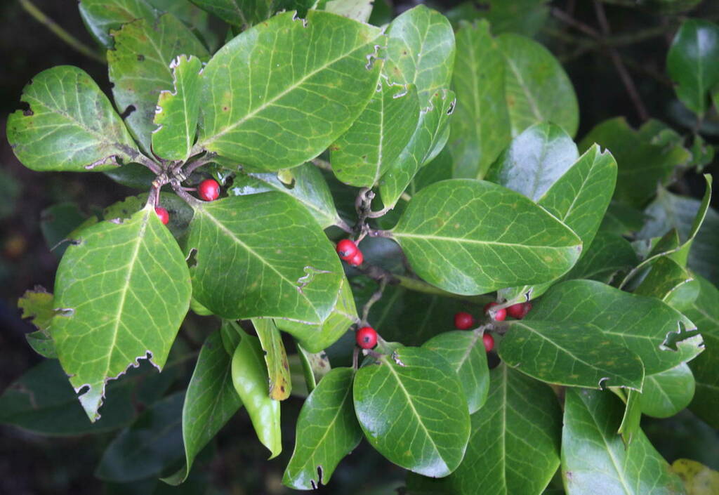 Madeira Holly