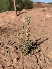 Oligomeris linifolia