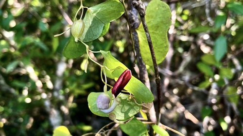 Aristolochia baracoensis (Aristolochia baracoensis)