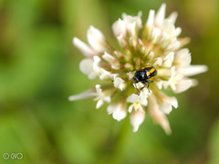 Cryptocephalus vittatus