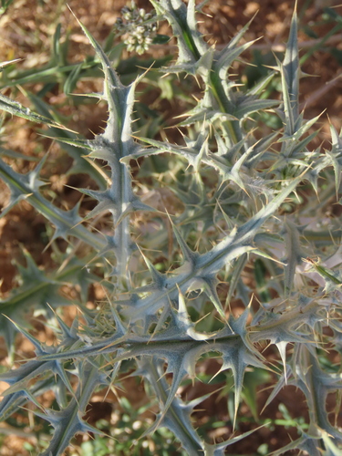 Thistle-Thorn (Berkheya annectens)